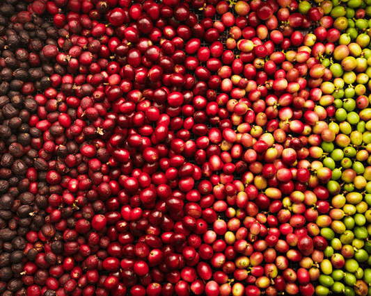 Discover the Secrets of Organic Coffee Bliss