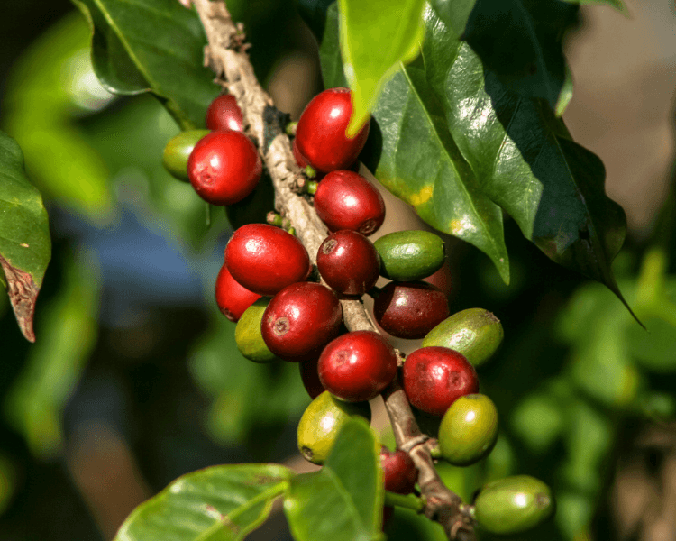 13 - Wildflower Coffee Company