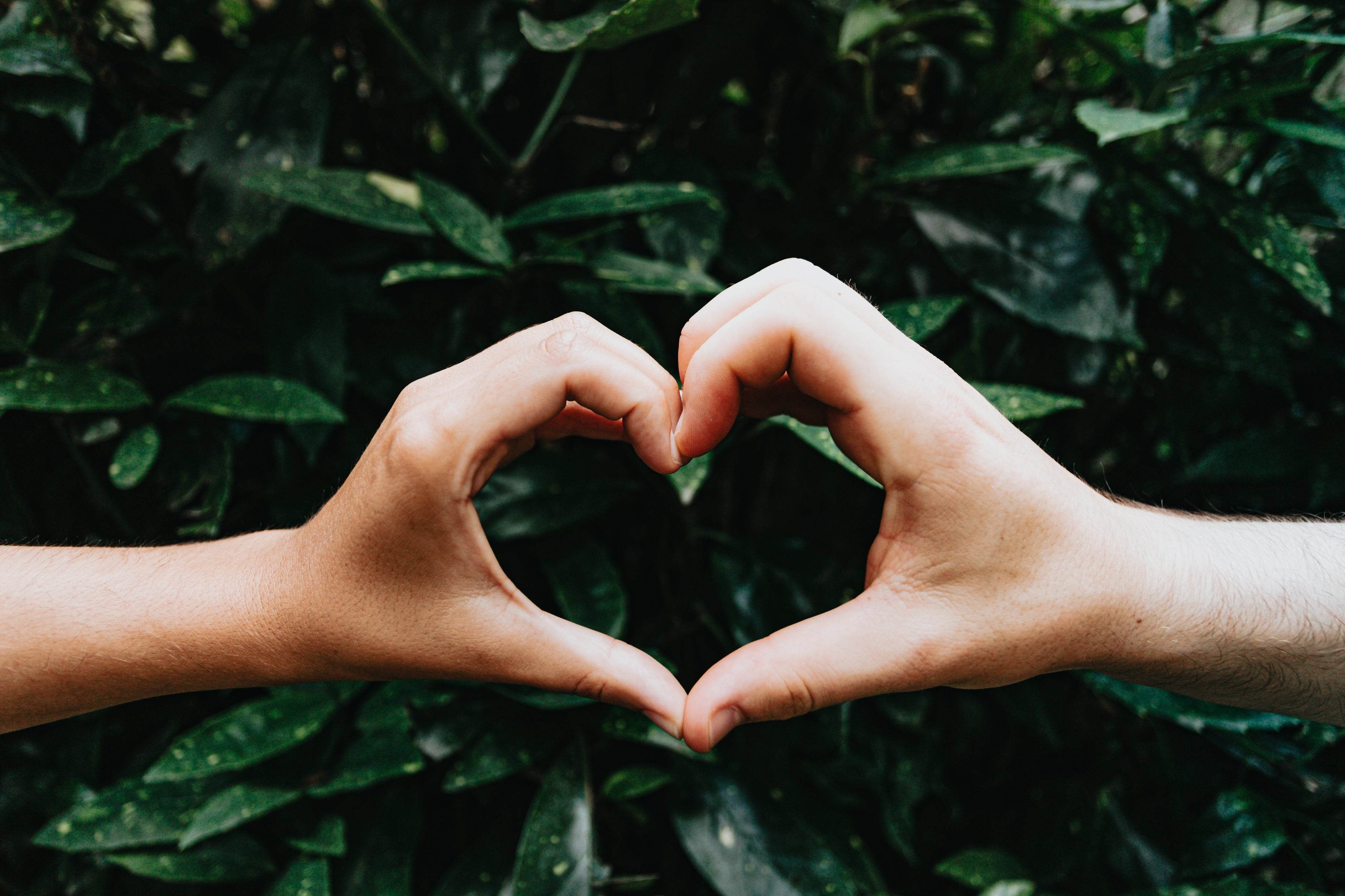 hands-form-a-heart-shape-against-green-leaves - Wildflower Coffee Company