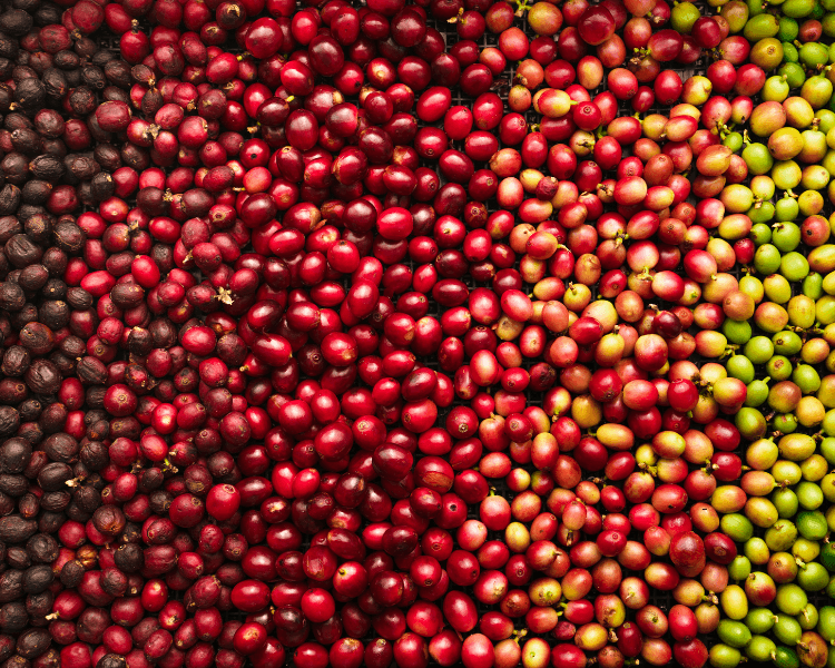 Discover the Secrets of Organic Coffee Bliss
