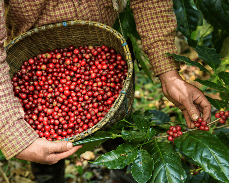 Rising With the Standards: How Wildflower Coffee Company Meets—and Exceeds—Every Expectation in Specialty Coffee