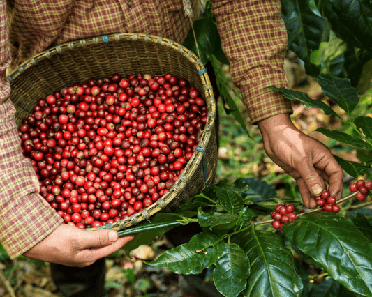 Rising With the Standards: How Wildflower Coffee Company Meets—and Exceeds—Every Expectation in Specialty Coffee