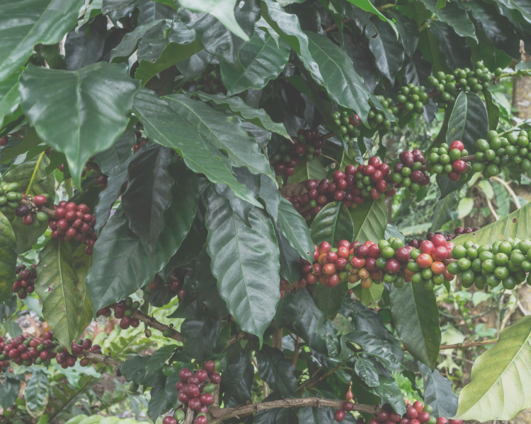 Why Mold-Free, Organic Coffee Matters: The Hidden Side of Your Morning Cup
