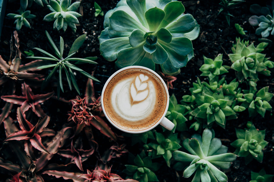 Mycotoxins in Coffee: What They Are, Where They Come From, and How to Protect Yourself