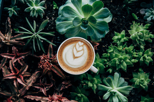 Low-Acid Coffee: A Smoother Way to Enjoy Your Cup