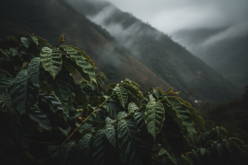 What makes our coffee wild good?