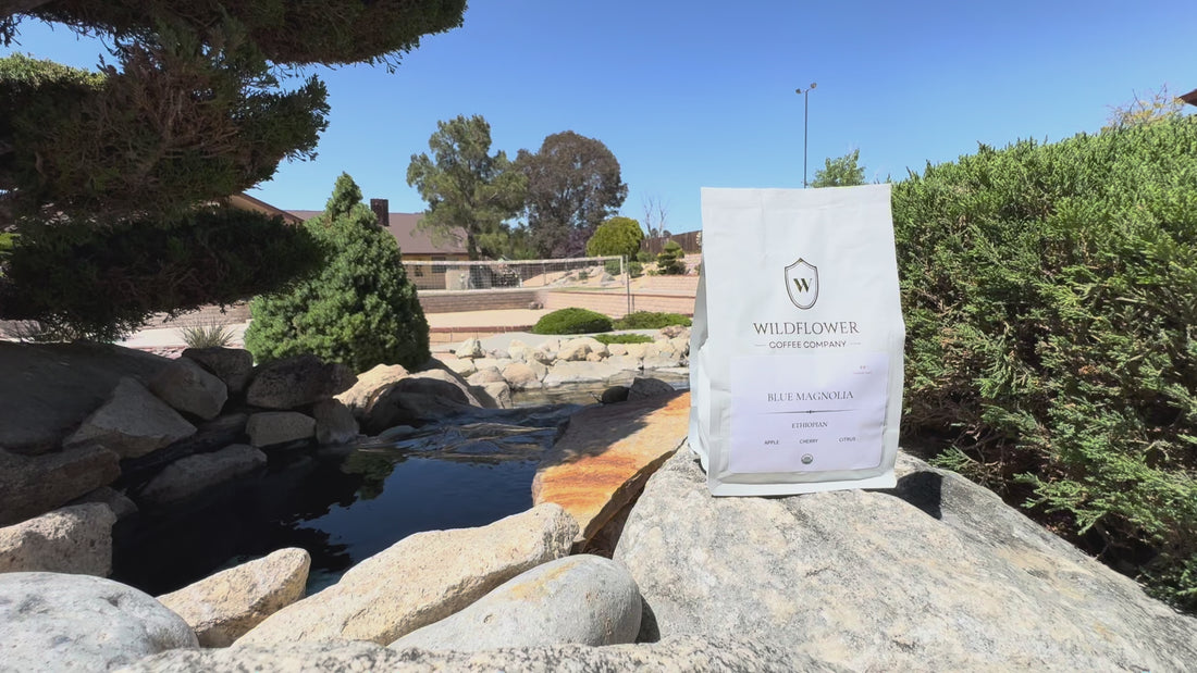 BLUE MAGNOLIA | YIRGACHEFFE ETHIOPIAN